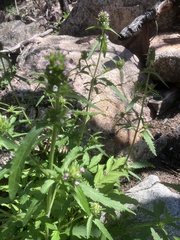 Dracocephalum parviflorum