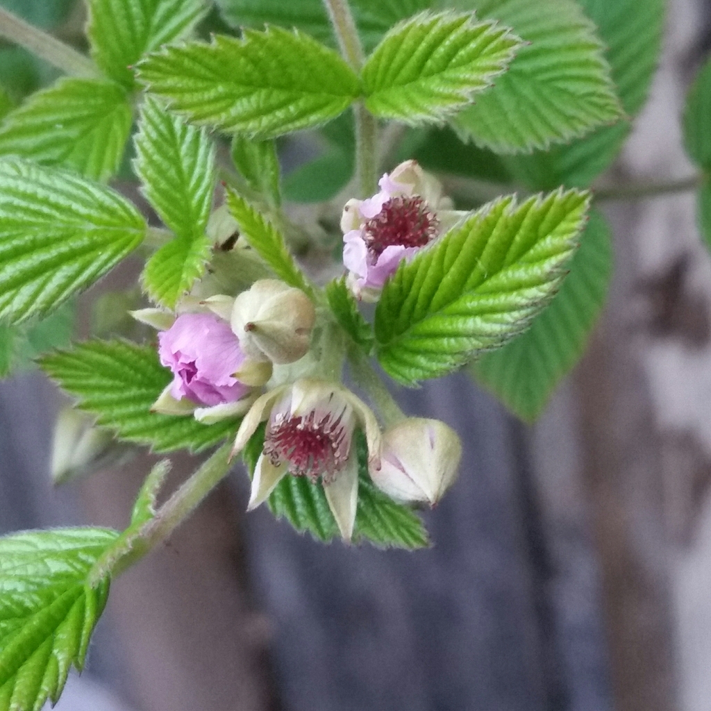 black raspberry from Lansdowne, Cape Town, 7780, South Africa on July ...