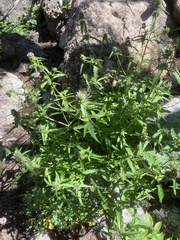 Dracocephalum parviflorum