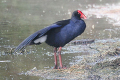 Porphyrio melanotus melanotus