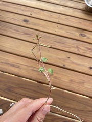 Vaccinium crassifolium