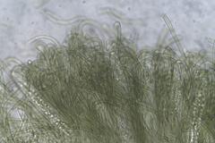Geoglossum muelleri