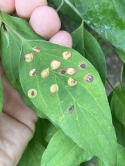 Parallelodiplosis subtruncata