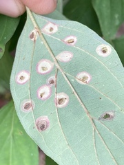 Parallelodiplosis subtruncata