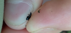 Microlestes linearis