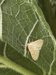 Paracorsia repandalis