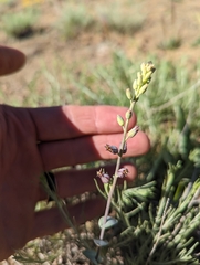 Streptanthus barbatus