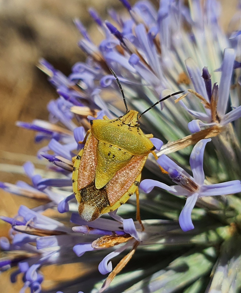 Carpocoris coreanus