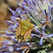 Carpocoris coreanus - Photo (c) Wa'el Almatni, some rights reserved (CC BY-NC-ND), uploaded by Wa'el Almatni