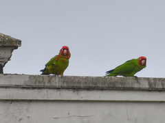 Psittacara erythrogenys