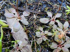 Stylidium tenerum