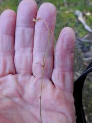 Stylidium tenerum