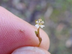 Stylidium tenerum