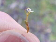 Stylidium tenerum