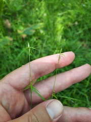 Carex collinsii