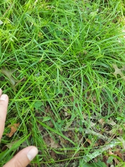 Carex collinsii
