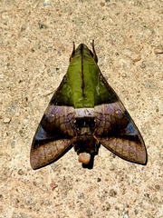 Atemnora westermannii