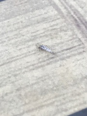 Chaoborus punctipennis