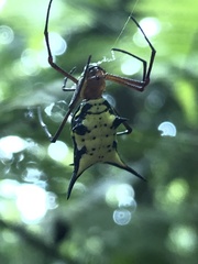 Micrathena miles