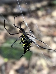 Micrathena miles