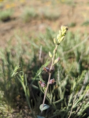 Streptanthus barbatus