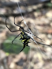 Micrathena miles