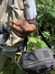 Anolis callainus