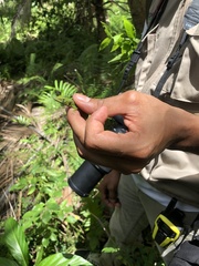 Anolis callainus