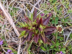 Gentianella campestris