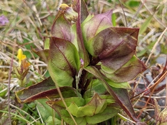 Gentianella campestris
