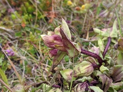 Gentianella campestris