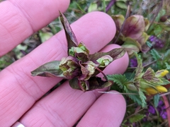 Gentianella campestris