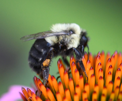 Bombus impatiens