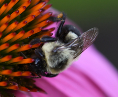 Bombus impatiens