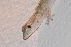 Tarentola mauritanica