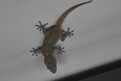 Tarentola mauritanica