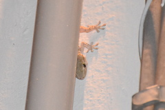 Tarentola mauritanica