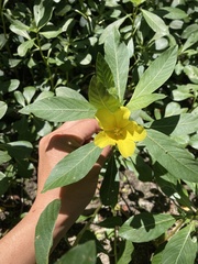 Ludwigia peploides peploides