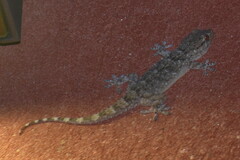 Tarentola mauritanica