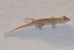 Tarentola mauritanica