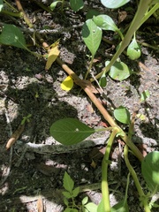 Ludwigia peploides peploides