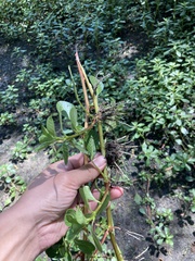 Ludwigia peploides peploides