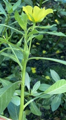 Ludwigia peploides peploides