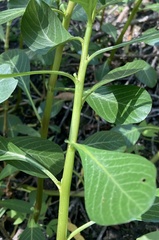 Ludwigia peploides peploides