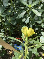 Ludwigia peploides peploides