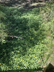 Ludwigia peploides peploides