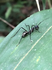 Dolichoderus rugosus