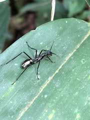 Dolichoderus rugosus