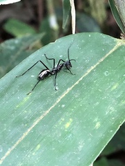 Dolichoderus rugosus