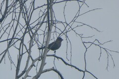 Haemorhous mexicanus